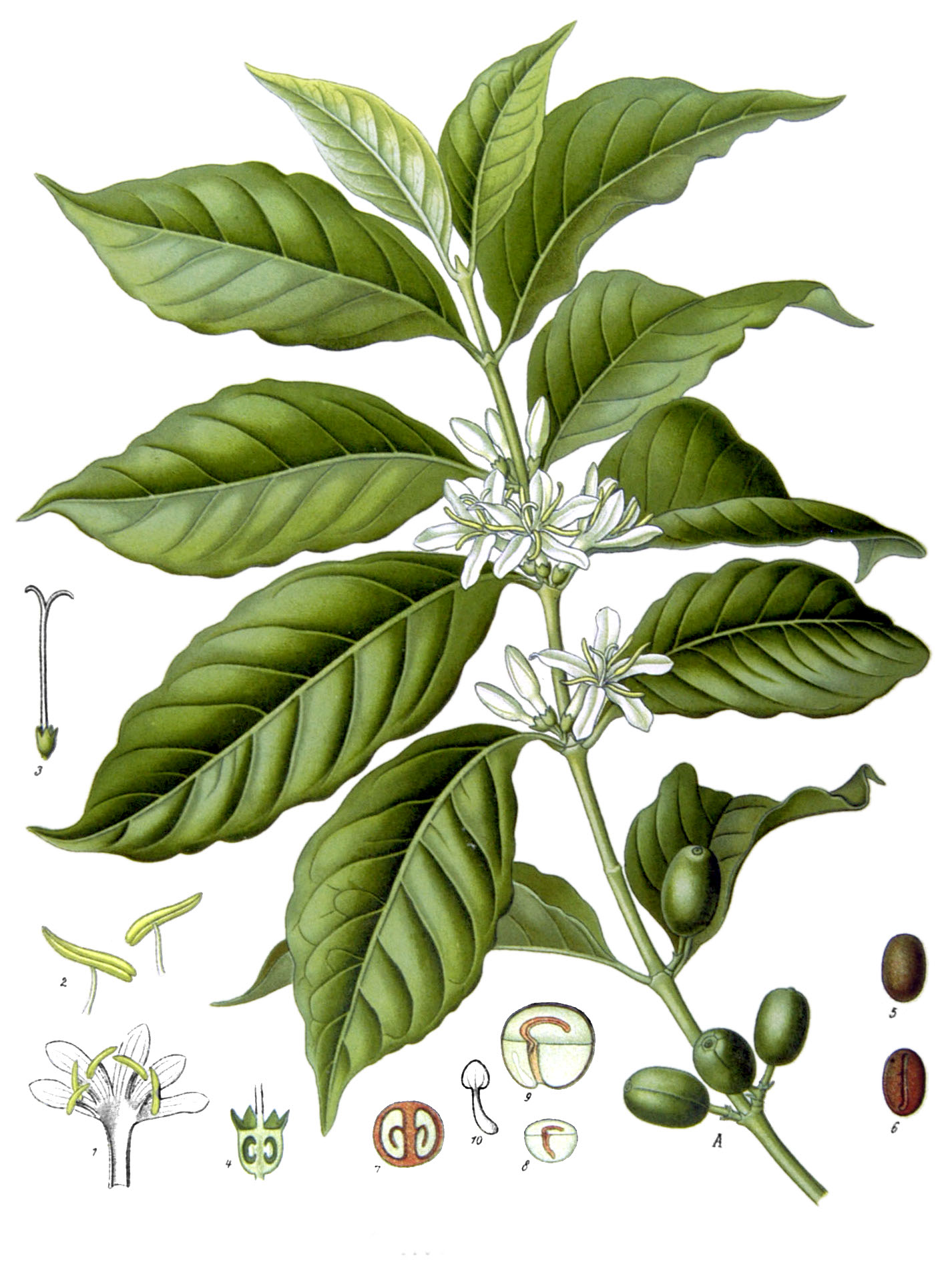 coffeebeans